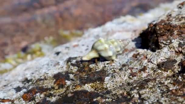 Cancer Hermit Crab Shell Crawling Direction Water Big Rock Seaweed — Stock Video