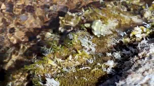 Caranguejo Eremita Câncer Rastejando Casca Mar Rocha Grande Com Algas — Vídeo de Stock