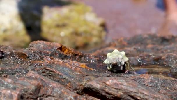 Krebs Einsiedlerkrebse Krabbeln Muscheln Auf Großen Felsen Der Nähe Von — Stockvideo