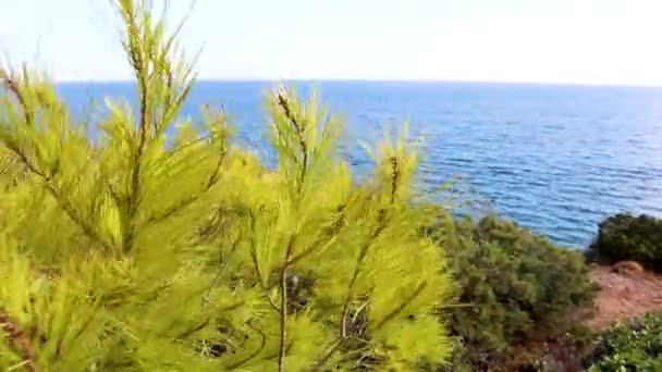 ギリシャの海の近くの晴れた日に鮮やかな若い石灰の緑の松のモミの枝が風に揺れる — ストック動画