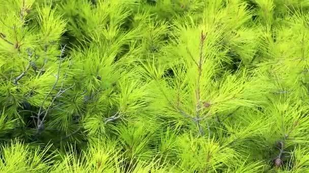 Lebendige Junge Frische Lindgrüne Tannenzweige Großaufnahme Die Wind Wehen — Stockvideo