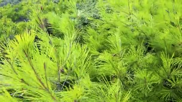 Vivid Young Fresh Lime Green Pine Tree Fir Branches Close — Stock Video