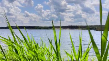 Nehir kenarındaki yeşil çimenler bulanık göl ve manzaralı bulutlu arka planda rüzgarda sallanıyor. Doğal yeşillik yaz geçmişi. Su kenarında dinlenme