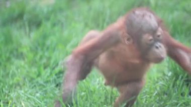 Orangutan genç bebek yeşil arka planlı komik yüz ifadeleriyle yürüyor. Hayvanlar, hayvanat bahçesinde serbest arazisi olan küçük maymunlar.