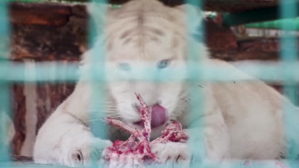 Tigre Branco Jovem Com Listras Pretas Comendo Carne Vermelha Crua — Vídeo de Stock