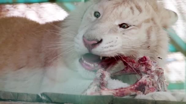 Harimau Putih Dengan Garis Garis Makan Daging Merah Mentah Segar — Stok Video