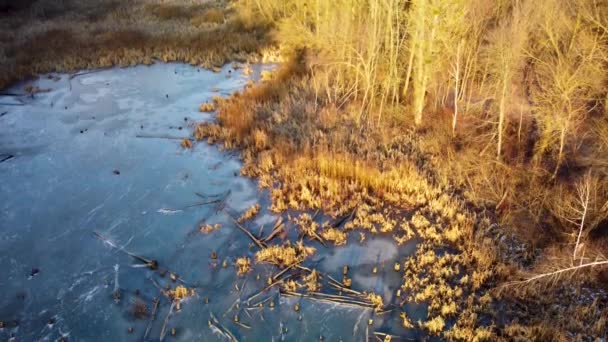 暖かい日没の光の中で森の中で倒木や乾燥葦と空中凍結冬の青い野生の湖 冬の晴れた輝く氷の池の上のトップ牧歌的な景色 — ストック動画