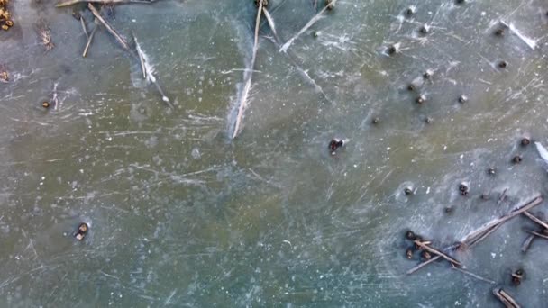 Вид Сверху Замерзшее Зимнее Маленькое Дикое Озеро Упавшими Деревьями Сухой — стоковое видео