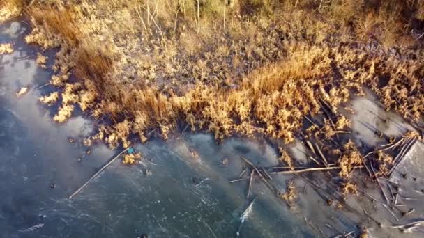 Udara Terbang Pemandangan Beku Wintry Kecil Liar Danau Hutan Bawah — Stok Video