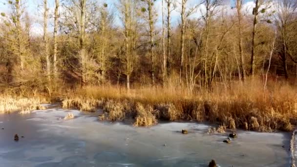 Flygdrönare Vinter Natursköna Flygning Frusen Vinter Vild Sjö Skogen Varmt — Stockvideo