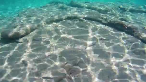 希腊爱奥尼亚海清澈水域的阳光反射下的一组带条纹鱼 观察深海中的鱼 — 图库视频影像
