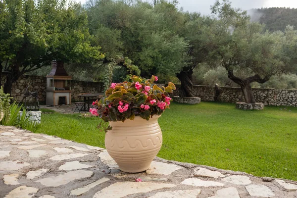 Big Vase Pink Flowers Green Summer Greek Traditional Yard Olive — Stock Photo, Image