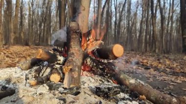 Sonbaharda çıplak ağaçların olduğu ormanda kamp ateşi. Sıcak turuncu ateş dalları dumanla kaplıyor, yakın plan yanıyor. Piknik ateşinin sıcak alevleri
