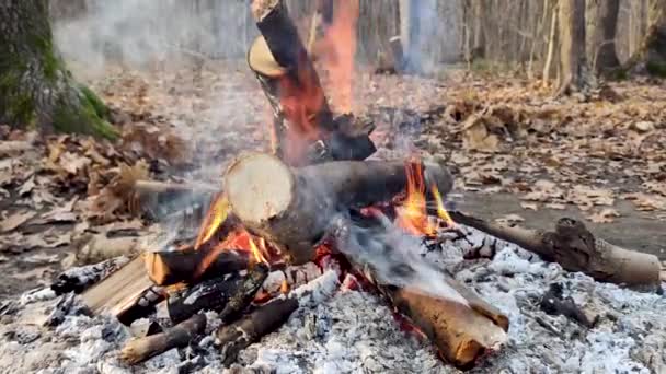 Lagerfeuer Nahaufnahme Herbstlichen Wald Heiße Orangefarbene Flammen Auf Ästen Mit — Stockvideo