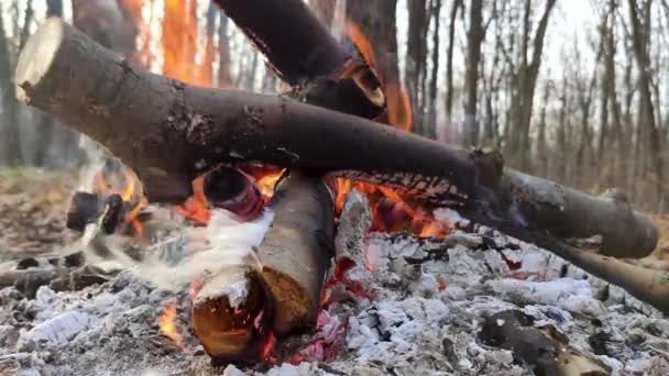 Brennende Großaufnahme Wald Heiße Orangefarbene Flammen Auf Ästen Und Holzkohle — Stockvideo