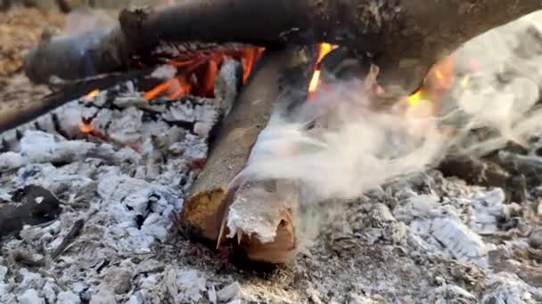 Feuerdampf Aus Nächster Nähe Wald Weißer Rauch Quillt Aus Ästen — Stockvideo