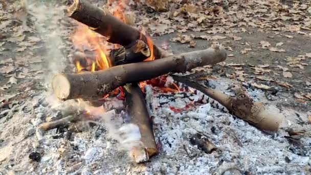 たき火の森の中でクローズアップ燃焼 煙で枝や木炭に熱い赤い炎 ピクニックオープンエアのキャンプファイヤーのオレンジの炎 — ストック動画