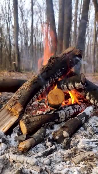 Sonbahar Ormanında Şenlik Ateşi Dikey Görüntüsü Dallara Yakın Dumanlı Sıcak — Stok video