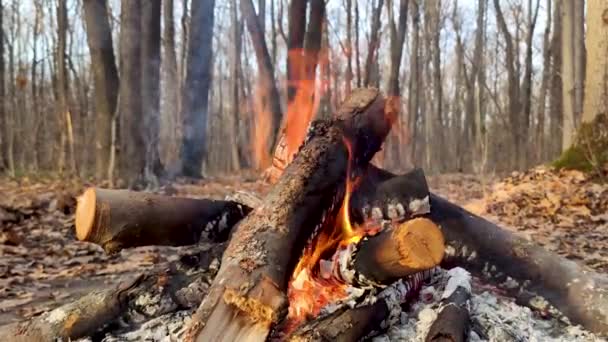 Расслабляющий Костёр Крупным Планом Осеннем Лесу Горячий Оранжевый Огонь Пламя — стоковое видео