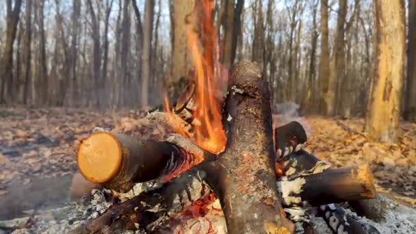 Campfire Ηλιόλουστη Γραφική Close Στο Φθινόπωρο Δάσος Καυτές Πορτοκαλί Φλόγες — Αρχείο Βίντεο