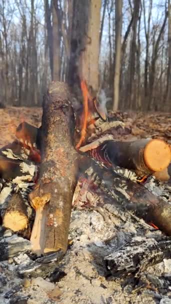 Güneşli Sonbahar Ormanında Şenlik Ateşi Dikey Görüntüsü Sıcak Turuncu Ateş — Stok video