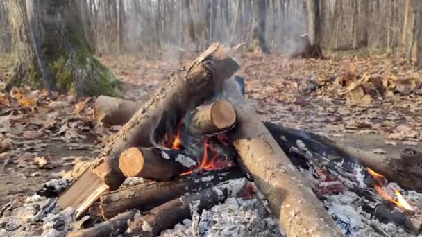 秋の森の中で暖炉のクローズアップ 煙で枝に熱いオレンジ色の炎 クローズアップ燃焼 ピクニックたき火の暖かい炎 — ストック動画