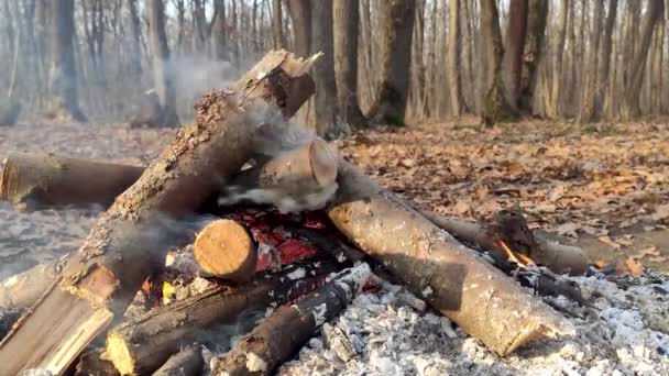秋林营火特写 炽热的橙色火焰燃烧在树枝上 燃烧着浓烟 近距离燃烧 野餐篝火的温暖火焰 — 图库视频影像