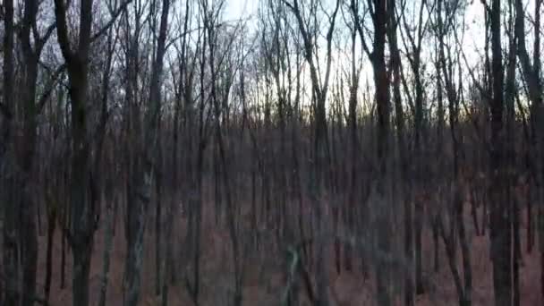 空中ビュー 日没時に飛んで 暗い森と風光明媚な曇りの空の夜のビュー 住宅地付近の裸の紅葉 — ストック動画