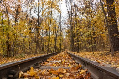 Golden railway track line close-up in bright yellow leaves in autumn forest. Colorful Children's Southern Railway in Kharkiv, travel Ukraine