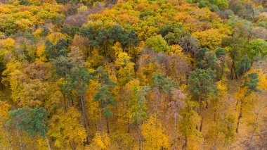 Autumn bright yellow and green colored trees. Aerial view on autumnal forest