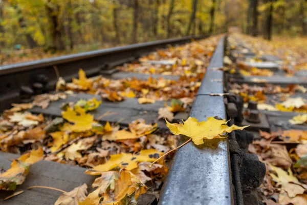Yellow Leaf Steel Railway Track Close Autumn Forest Colorful Children —  Fotos de Stock