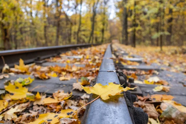 Bright Yellow Leaf Steel Railway Track Line Close Autumn Forest — Foto Stock