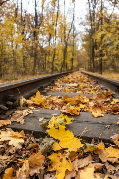 Railway Track Line Close Bright Yellow Leaves Autumn Forest Colorful — Stock Fotó