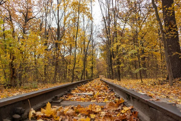 Golden Railway Track Line Close Bright Yellow Leaves Autumn Forest — Stock Fotó