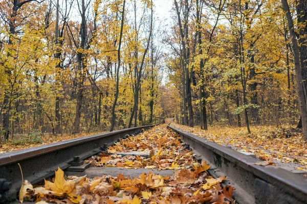 Railway Track Line Close Fallen Bright Yellow Leaves Autumn Forest — Foto Stock