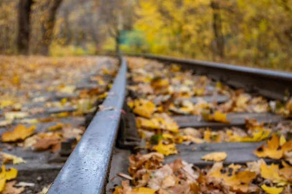 Railway Track Line Steel Close Bright Yellow Leaves Autumn Forest — Stock Fotó