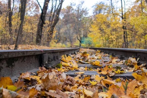Railway Track Line Close Bright Yellow Leaves Autumn Forest Colorful — Foto Stock