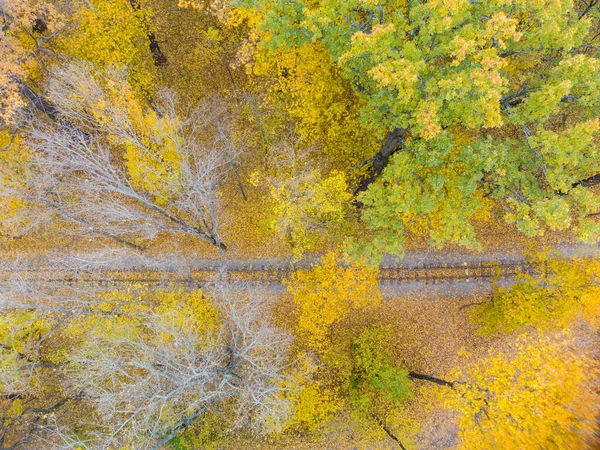 Flying Side Railway Track Line Vivid Yellow Autumn Forest Vista — Foto de Stock
