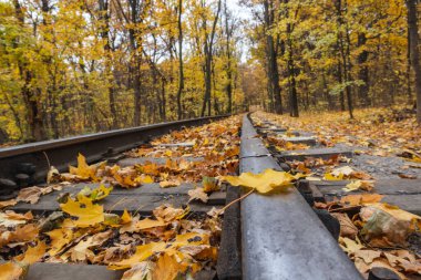 Railway line close-up with bright yellow leaf on steel track in autumn forest. Colorful Children's Southern Railway in Kharkiv, travel Ukraine