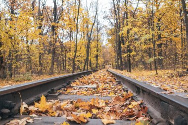 Railway track line close-up in bright yellow fallen leaves in autumn forest. Colorful Children's Southern Railway in Kharkiv, travel Ukraine