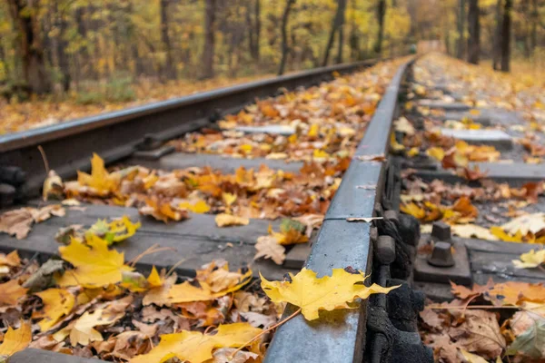 Railway Track Line Close Bright Yellow Leaves Autumn Forest Blurred — Stock Fotó