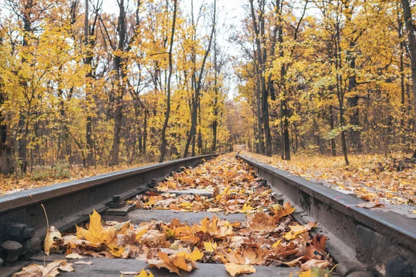 Railway Track Line Close Bright Yellow Fallen Leaves Autumn Forest — Stock Fotó