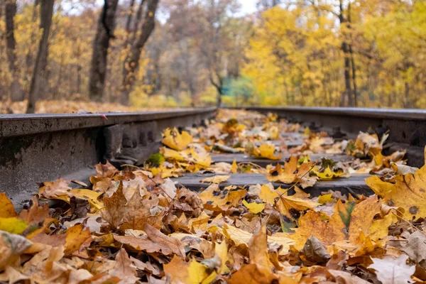 Línea Ferroviaria Primer Plano Con Hojas Amarillas Caídas Bosque Otoño — Foto de Stock