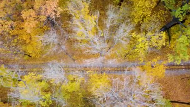鮮やかな黄色の秋の森の中で鉄道線の上に左側に飛んでいます ハリコフのカラフルな子供南鉄道の空中木の上からの眺め ウクライナを旅する — ストック動画