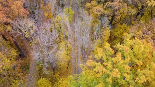Flying Forward Railway Track Line Vivid Yellow Autumn Forest Aerial — Stock Video