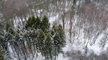 Ormandaki Evergreen çam ağaçları, kış havası manzarası