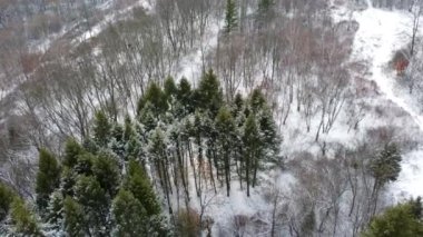 Evergreen çam ağacı dalları, kış havası manzarası