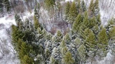 Evergreen çam ağacı dalları, kış havası manzarası