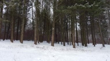 Evergreen çam ağacı ormanı, beyaz kış manzarası