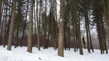 Evergreen çam ağacı ormanı, beyaz kış manzarası